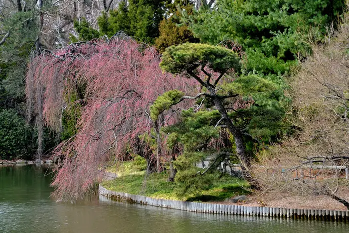 Prunus subhirtella ‘Pendula’ (weeping higan cherry) are blooming in the Japanese Hill-and-Pond Garden<br>